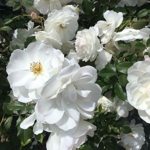 Meet your Posher, Isabella